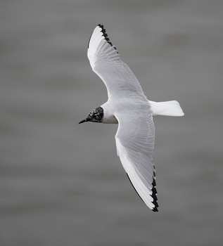 Bonaparte's Gull (Chroicocephalus philadelphia) photo image