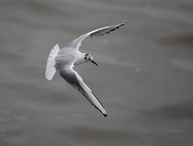 Bonaparte's Gull (Chroicocephalus philadelphia) photo image