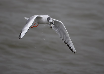 Bonaparte's Gull (Chroicocephalus philadelphia) photo image