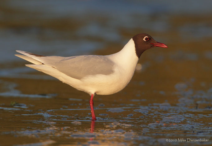 Brown-hooded Gull (Chroicocephalus maculipennis) photo image