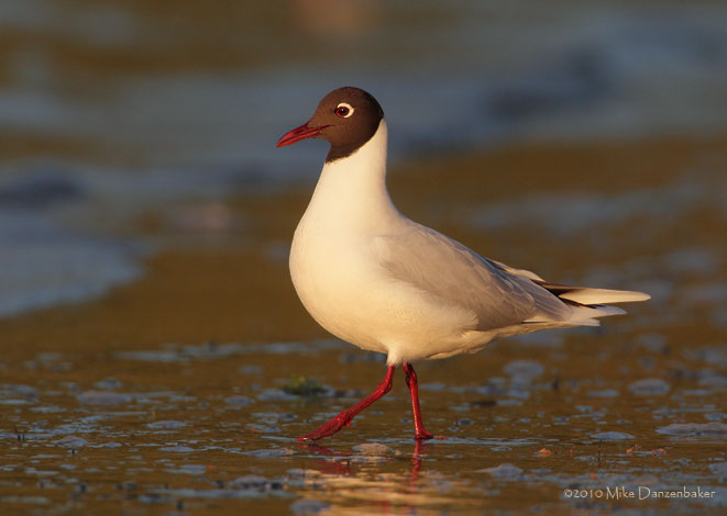 Brown-hooded Gull (Larus maculipennis) photo