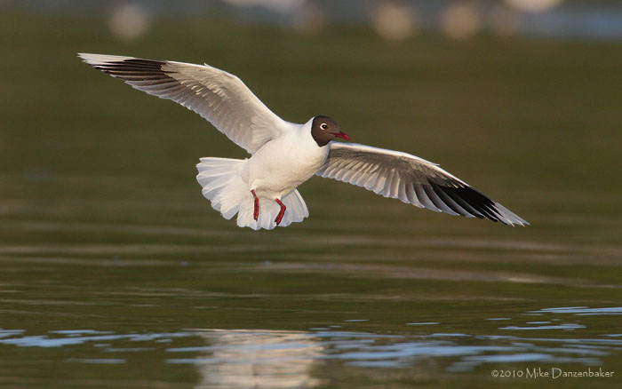 Brown-hooded Gull (Chroicocephalus maculipennis) photo image