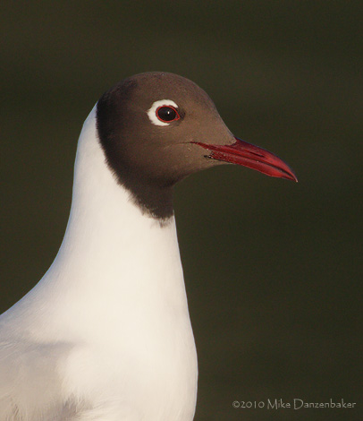 Brown-hooded Gull (Larus maculipennis) photo
