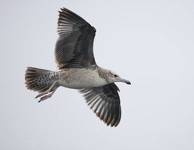 California Gull (Larus californicus) photo image