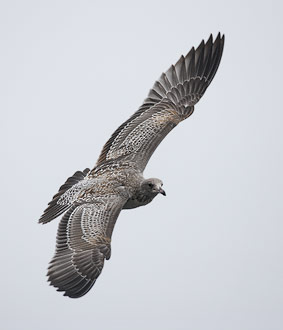 California Gull (Larus californicus) photo image