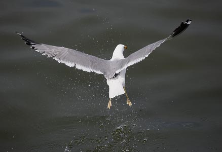 California Gull (Larus californicus) photo image