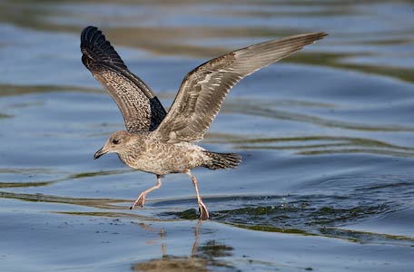 California Gull (Larus californicus) photo image