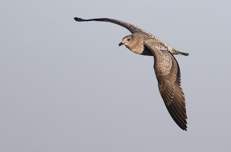 California Gull (Larus californicus) photo image