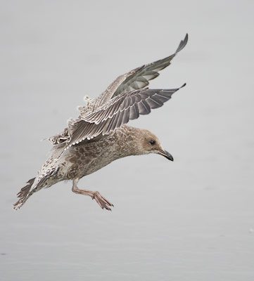 California Gull (Larus californicus) photo image