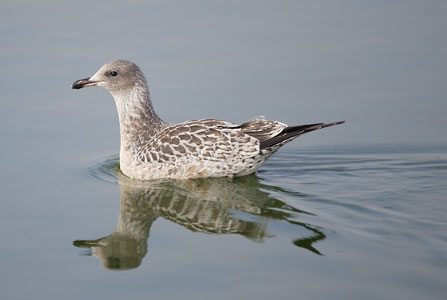 California Gull (Larus californicus) photo image