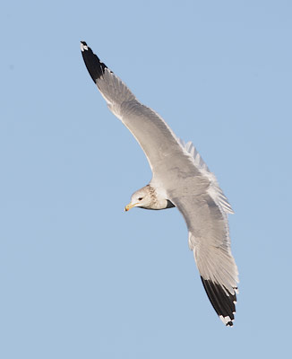 California Gull (Larus californicus) photo