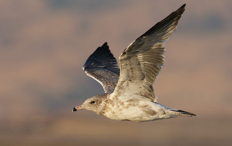 California Gull (Larus californicus) photo image