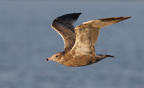 California Gull (Larus californicus) photo image
