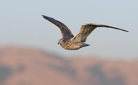 California Gull (Larus californicus) photo image