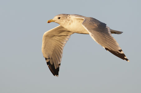 California Gull (Larus californicus) photo image