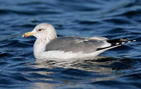 California Gull (Larus californicus) photo image