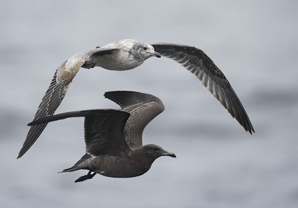 California Gull (Larus californicus) photo