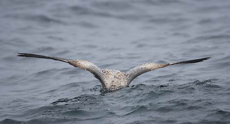 California Gull (Larus californicus) photo image