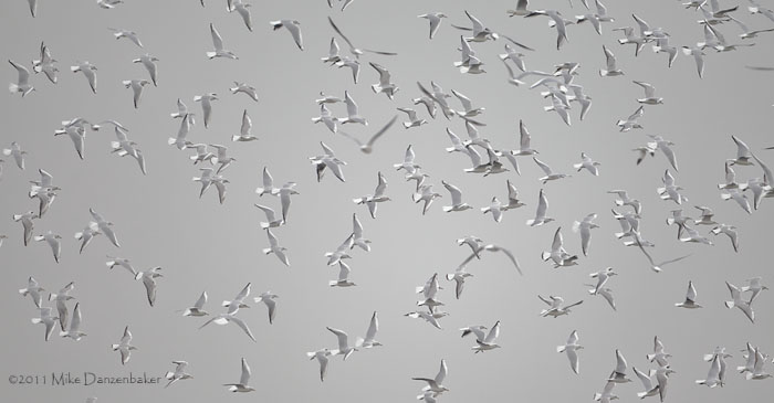 Black-headed Gull (Chroicocephalus ridibundus) photo image