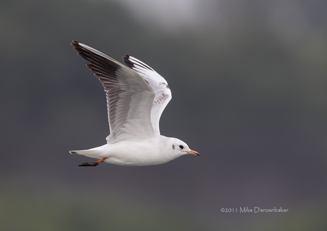 Black-headed Gull (Chroicocephalus ridibundus) photo image