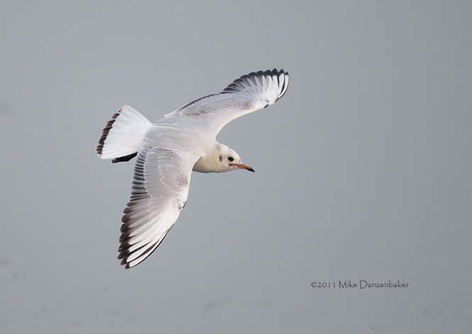 Black-headed Gull (Chroicocephalus ridibundus) photo image