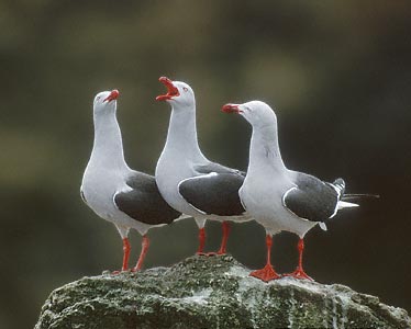 Dolphin Gull (Leucophaeus scoresbii) photo image