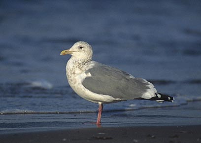 Vega (East Siberian) Gull (Larus vegae) photo