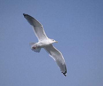 Vega (East Siberian) Gull (Larus vegae) photo