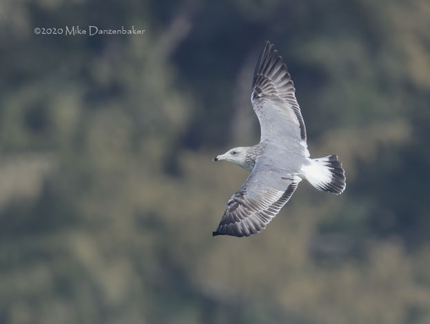 Vega Gull (Larus vegae) photo