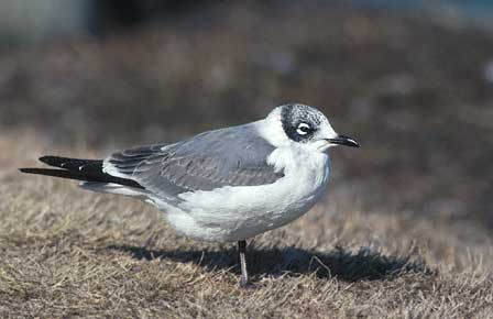 Franklin's Gull (Leucophaeus pipixcan) photo image