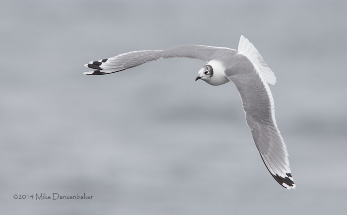 Franklin's Gull (Leucophaeus pipixcan) photo image