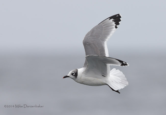 Franklin's Gull (Leucophaeus pipixcan) photo image