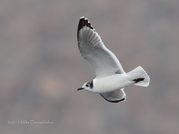 Franklin's Gull (Leucophaeus pipixcan) photo image