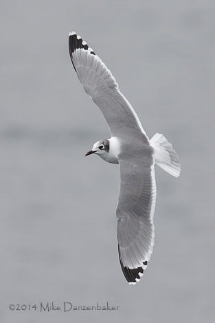 Franklin's Gull (Leucophaeus pipixcan) photo image