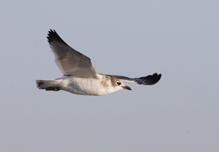 Franklin's Gull (Leucophaeus pipixcan) photo image