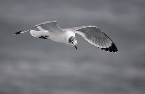 Franklin's Gull (Leucophaeus pipixcan) photo image
