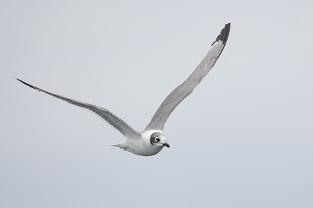 Franklin's Gull (Leucophaeus pipixcan) photo image