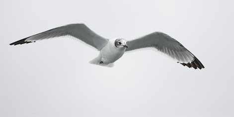 Franklin's Gull (Leucophaeus pipixcan) photo image