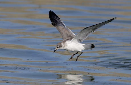 Franklin's Gull (Leucophaeus pipixcan) photo image
