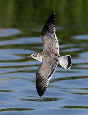 Franklin's Gull (Leucophaeus pipixcan) photo image
