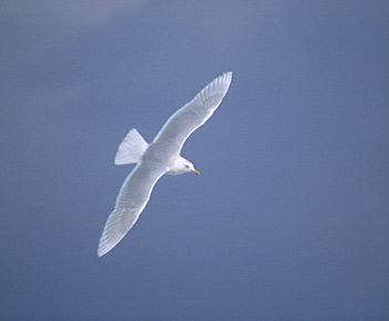 Glaucous Gull (Larus hyperboreus) photo image