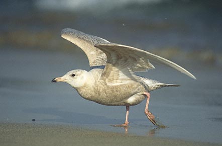 Glaucous Gull (Larus hyperboreus) photo image
