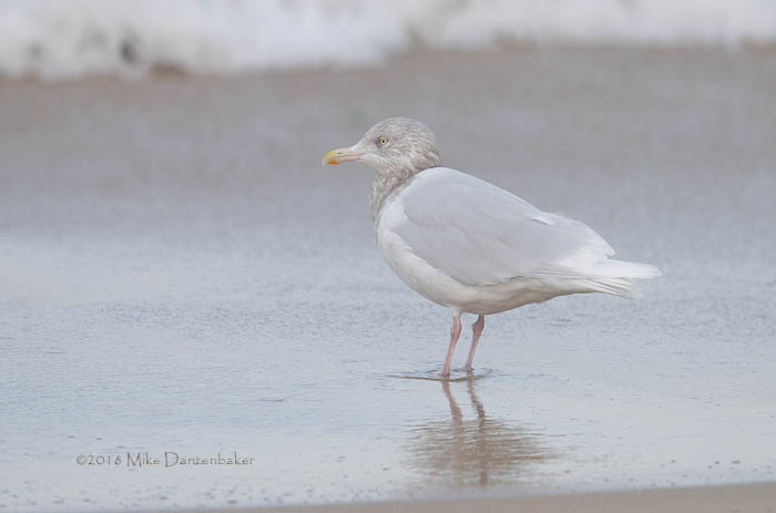 Glaucous Gull (Larus hyperboreus) photo