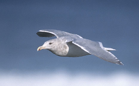 Glaucous-winged Gull (Larus glaucescens) photo image