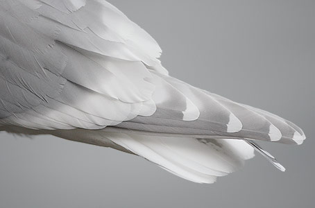 Glaucous-winged Gull (Larus glaucescens) photo image