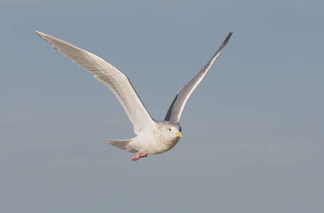 Glaucous-winged Gull (Larus glaucescens) photo image