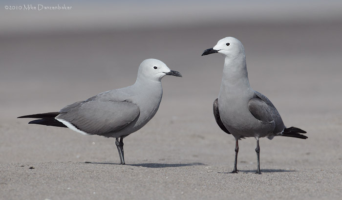 Gray Gull (Leucophaeus modestus) photo image