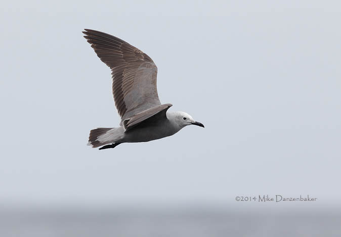 Gray Gull (Leucophaeus modestus) photo image