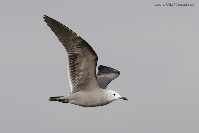 Gray Gull (Leucophaeus modestus) photo image
