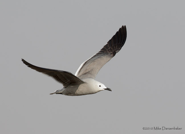 Gray Gull (Leucophaeus modestus) photo image